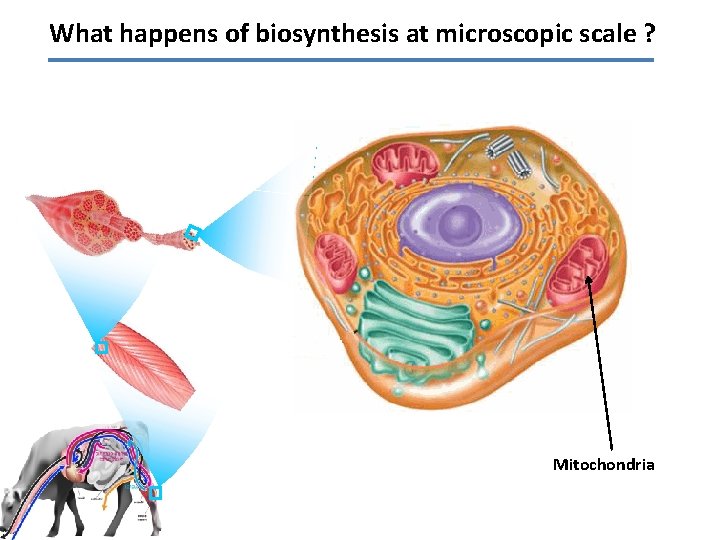 What happens of biosynthesis at microscopic scale ? Mitochondria 