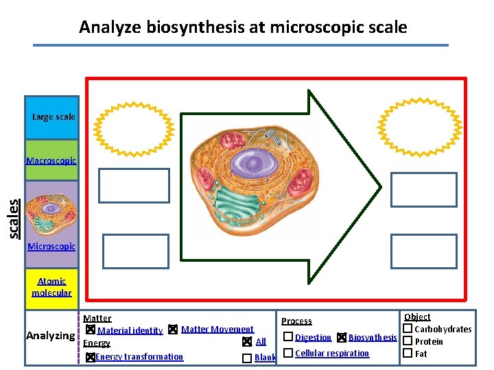 Analyze biosynthesis at microscopic scale Large scales Macroscopic Microscopic Atomic molecular Analyzing Object Matter