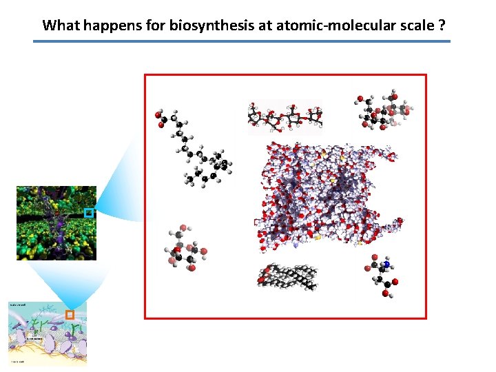 What happens for biosynthesis at atomic-molecular scale ? 