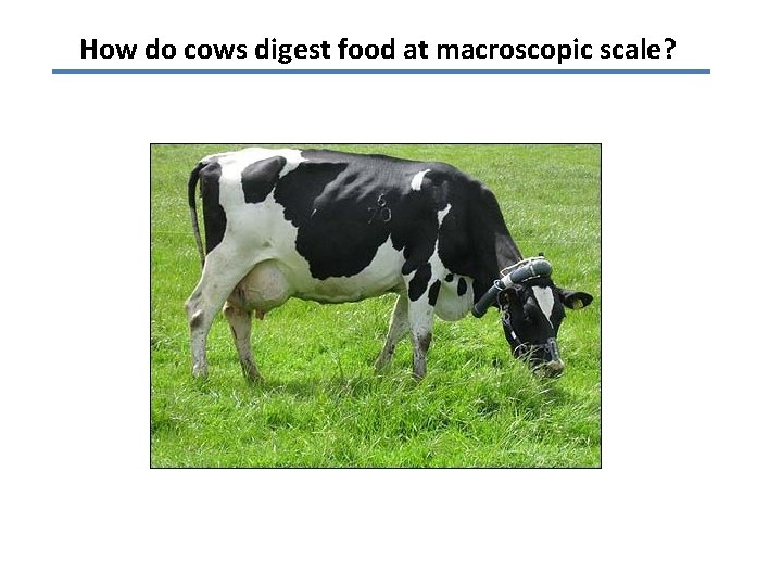 How do cows digest food at macroscopic scale? 