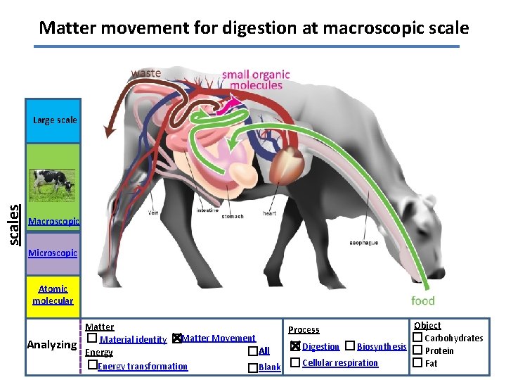 Matter movement for digestion at macroscopic scales Large scale Macroscopic Microscopic Atomic molecular Analyzing