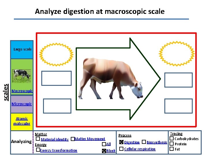 Analyze digestion at macroscopic scales Large scale Macroscopic Microscopic Atomic molecular Analyzing Tracing Matter