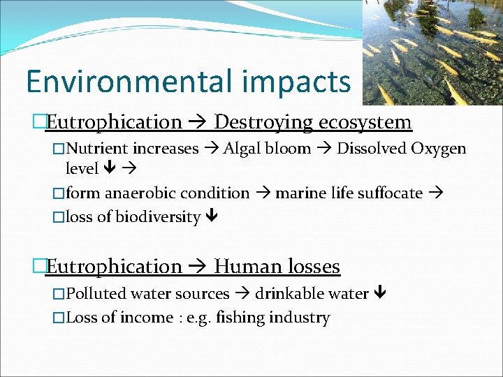 Environmental impacts �Eutrophication Destroying ecosystem �Nutrient increases Algal bloom Dissolved Oxygen level �form anaerobic