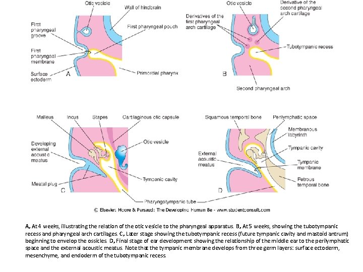 A, At 4 weeks, illustrating the relation of the otic vesicle to the pharyngeal