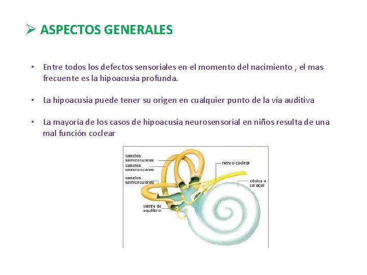 Ø ASPECTOS GENERALES • Entre todos los defectos sensoriales en el momento del nacimiento