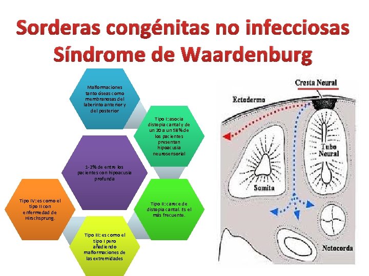 Sorderas congénitas no infecciosas Síndrome de Waardenburg Malformaciones tanto óseas como membranosas del laberinto