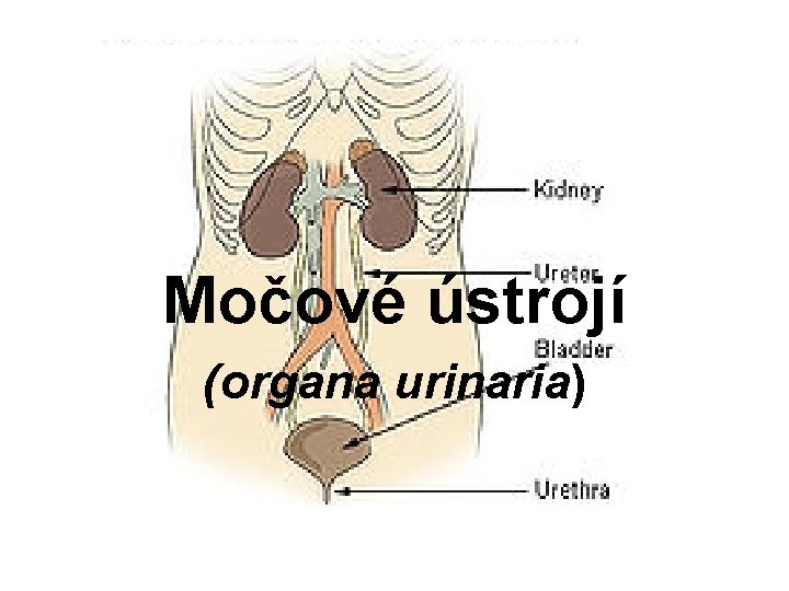Močové ústrojí (organa urinaria) 