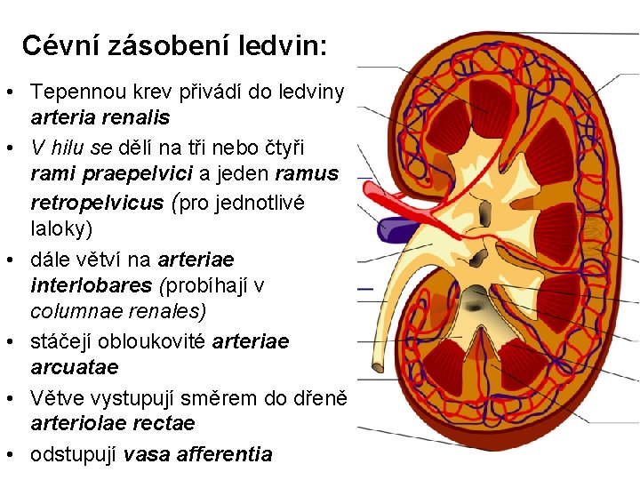 Cévní zásobení ledvin: • Tepennou krev přivádí do ledviny arteria renalis • V hilu