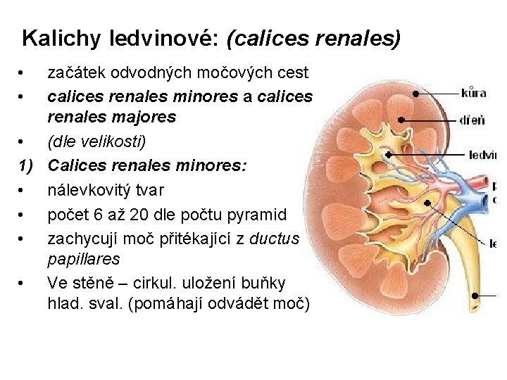 Kalichy ledvinové: (calices renales) • • začátek odvodných močových cest calices renales minores a
