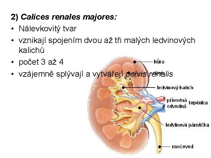 2) Calices renales majores: • Nálevkovitý tvar • vznikají spojením dvou až tři malých