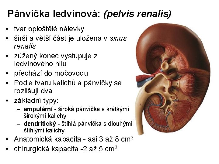 Pánvička ledvinová: (pelvis renalis) • tvar oploštělé nálevky • širší a větší část je