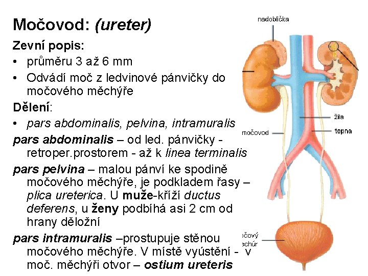 Močovod: (ureter) Zevní popis: • průměru 3 až 6 mm • Odvádí moč z