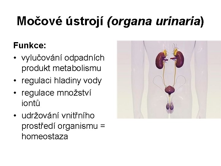 Močové ústrojí (organa urinaria) Funkce: • vylučování odpadních produkt metabolismu • regulaci hladiny vody