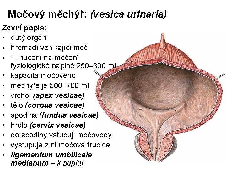 Močový měchýř: (vesica urinaria) Zevní popis: • dutý orgán • hromadí vznikající moč •