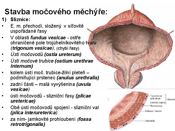 Stavba močového měchýře: 1) Sliznice: • E. m. přechodí, složený v síťovitě uspořádané řasy