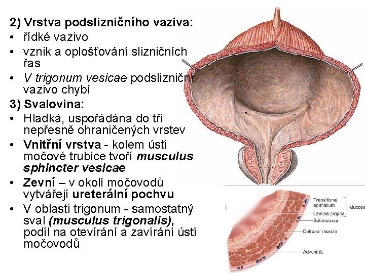 2) Vrstva podslizničního vaziva: • řídké vazivo • vznik a oplošťování slizničních řas •