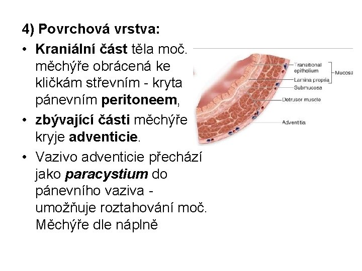 4) Povrchová vrstva: • Kraniální část těla moč. měchýře obrácená ke kličkám střevním -