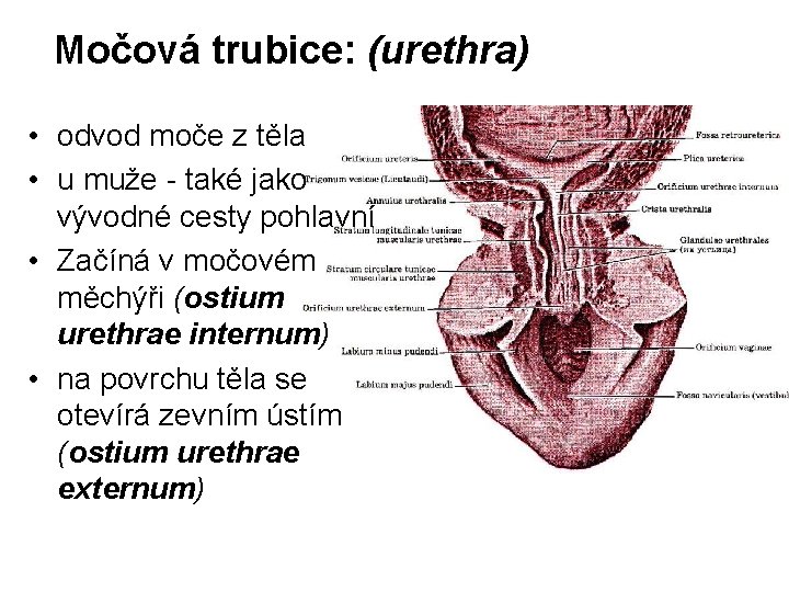 Močová trubice: (urethra) • odvod moče z těla • u muže - také jako