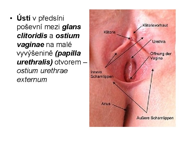  • Ústí v předsíni poševní mezi glans clitoridis a ostium vaginae na malé