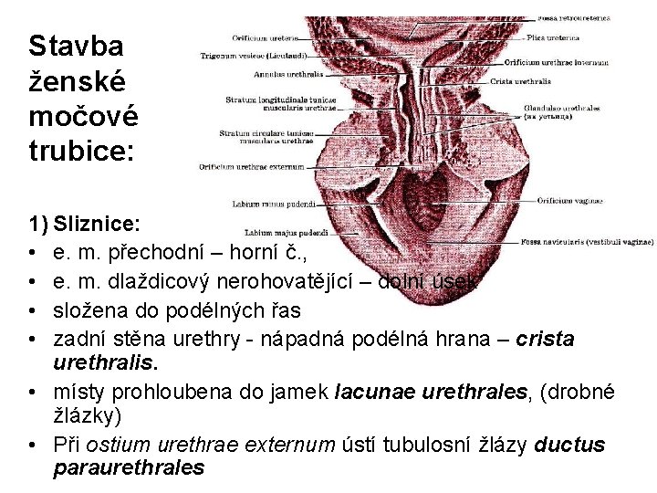 Stavba ženské močové trubice: 1) Sliznice: • e. m. přechodní – horní č. ,