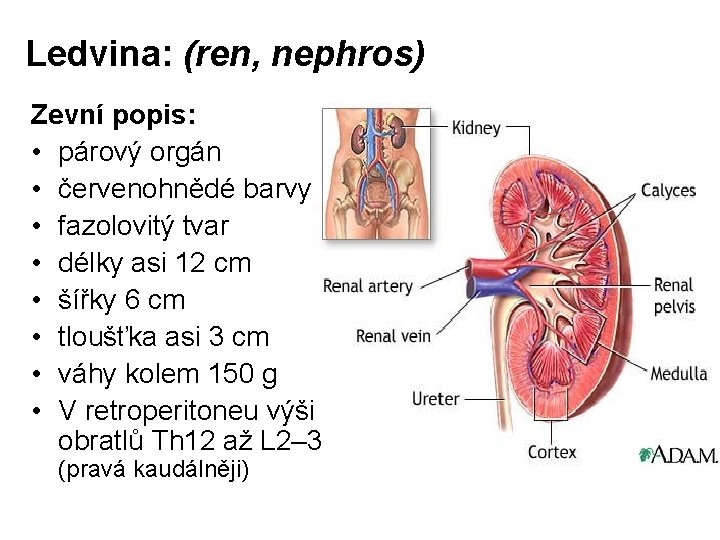 Ledvina: (ren, nephros) Zevní popis: • párový orgán • červenohnědé barvy • fazolovitý tvar