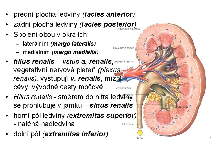  • přední plocha ledviny (facies anterior) • zadní plocha ledviny (facies posterior) •