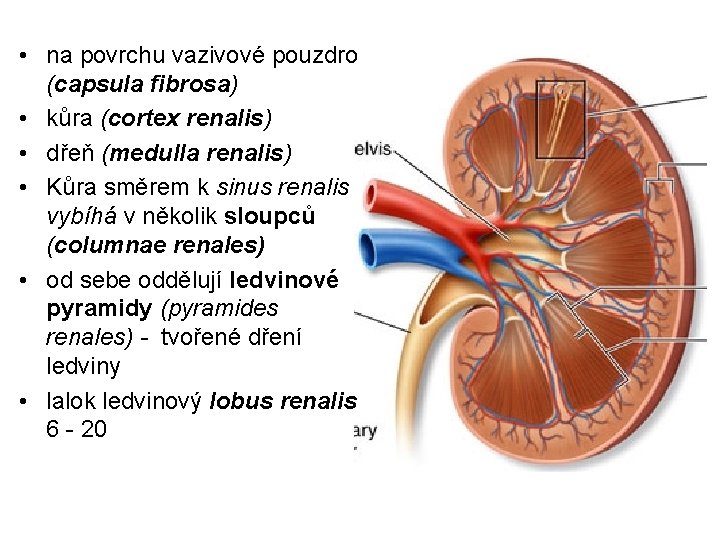  • na povrchu vazivové pouzdro (capsula fibrosa) • kůra (cortex renalis) • dřeň