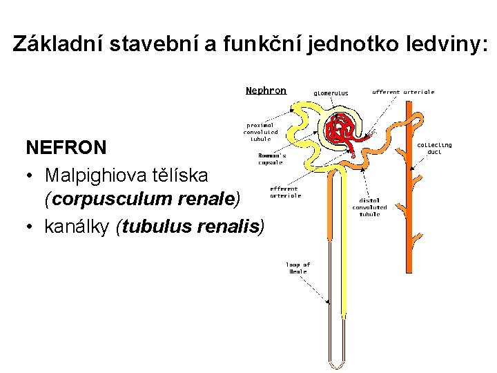 Základní stavební a funkční jednotko ledviny: NEFRON • Malpighiova tělíska (corpusculum renale) • kanálky