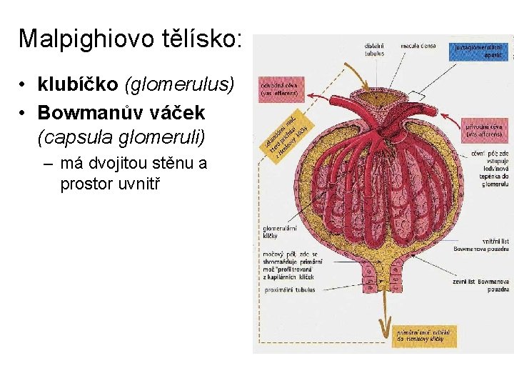 Malpighiovo tělísko: • klubíčko (glomerulus) • Bowmanův váček (capsula glomeruli) – má dvojitou stěnu