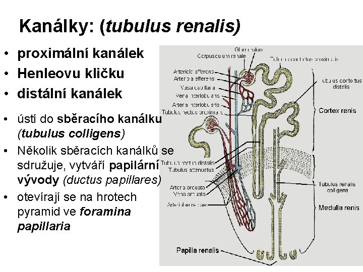 Kanálky: (tubulus renalis) • proximální kanálek • Henleovu kličku • distální kanálek • ústí