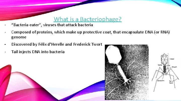 What is a Bacteriophage? - “Bacteria eater”, viruses that attack bacteria - Composed of