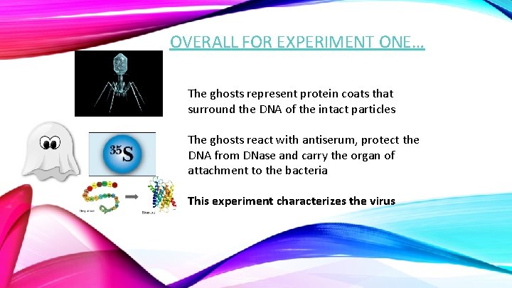 OVERALL FOR EXPERIMENT ONE… The ghosts represent protein coats that surround the DNA of