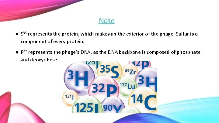 Note ● S 35 represents the protein, which makes up the exterior of the