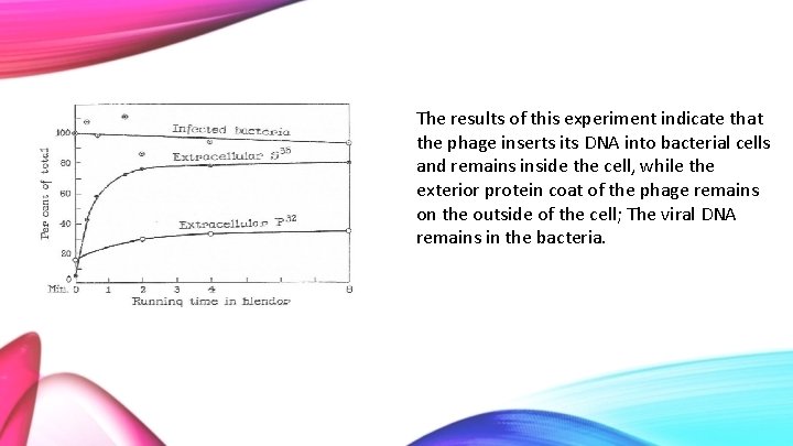 The results of this experiment indicate that the phage inserts its DNA into bacterial
