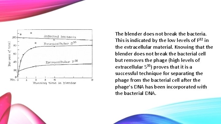 The blender does not break the bacteria. This is indicated by the low levels