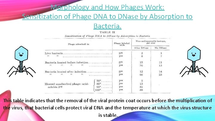 Morphology and How Phages Work: Sensitization of Phage DNA to DNase by Absorption to