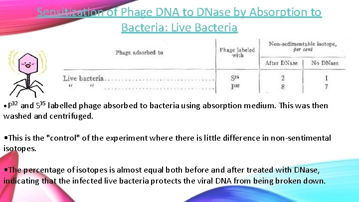 Sensitization of Phage DNA to DNase by Absorption to Bacteria: Live Bacteria • P