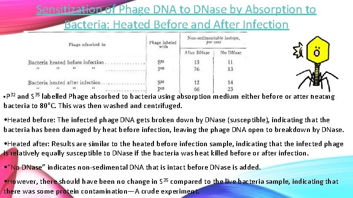 Sensitization of Phage DNA to DNase by Absorption to Bacteria: Heated Before and After
