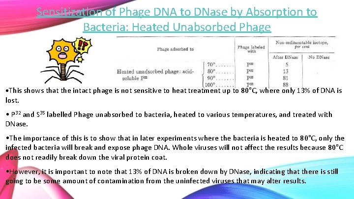 Sensitization of Phage DNA to DNase by Absorption to Bacteria: Heated Unabsorbed Phage •