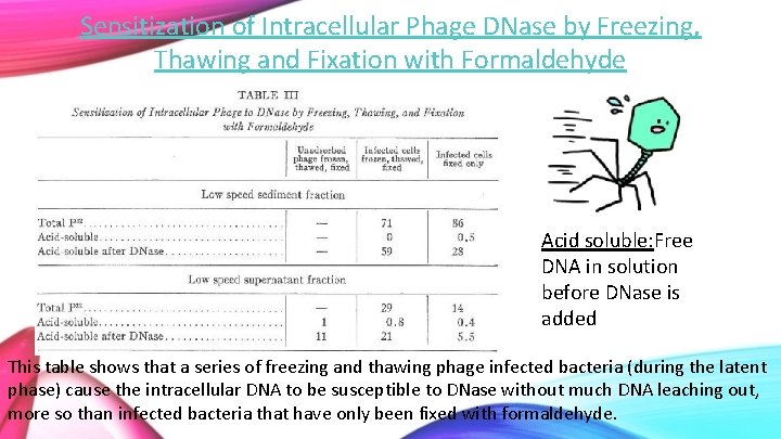 Sensitization of Intracellular Phage DNase by Freezing, Thawing and Fixation with Formaldehyde Acid soluble: