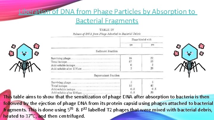 Liberation of DNA from Phage Particles by Absorption to Bacterial Fragments This table aims