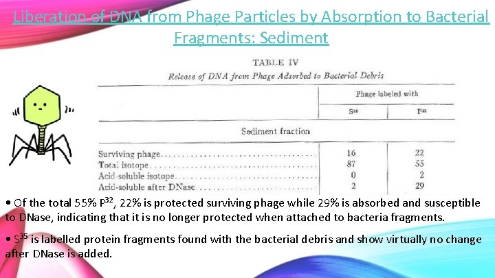 Liberation of DNA from Phage Particles by Absorption to Bacterial Fragments: Sediment • Of