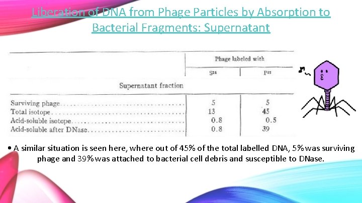Liberation of DNA from Phage Particles by Absorption to Bacterial Fragments: Supernatant • A
