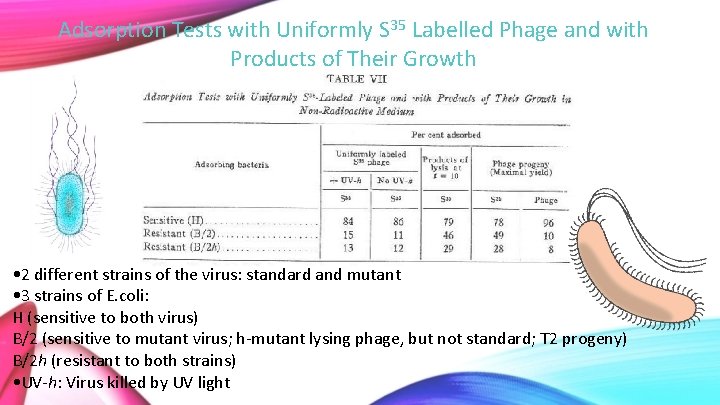Adsorption Tests with Uniformly S 35 Labelled Phage and with Products of Their Growth