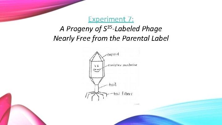 Experiment 7: A Progeny of S 35 -Labeled Phage Nearly Free from the Parental