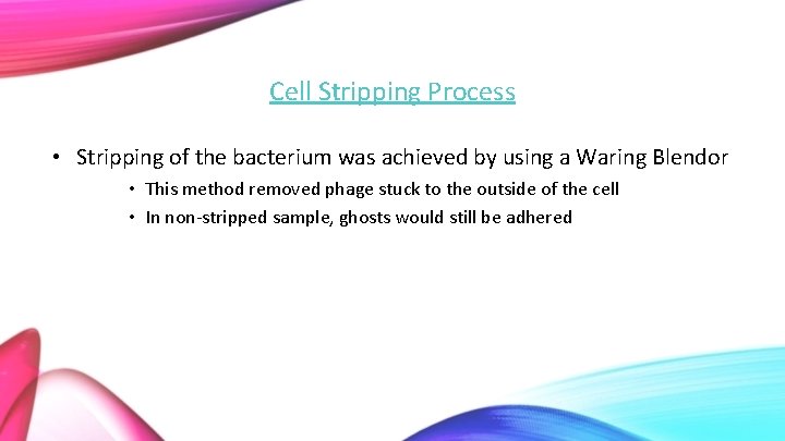 Cell Stripping Process • Stripping of the bacterium was achieved by using a Waring