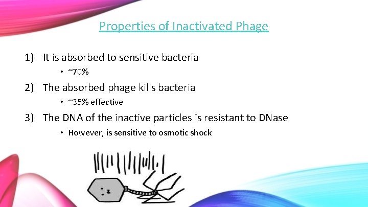 Properties of Inactivated Phage 1) It is absorbed to sensitive bacteria • ~70% 2)