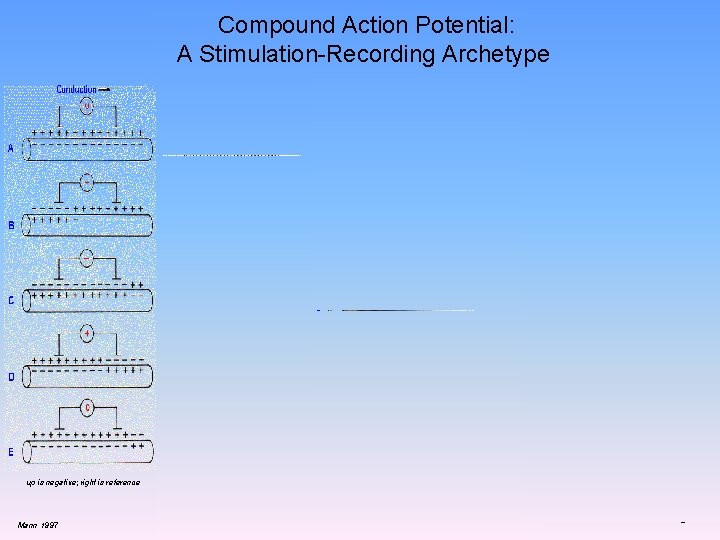 Compound Action Potential: A Stimulation-Recording Archetype up is negative; right is reference Mann 1997