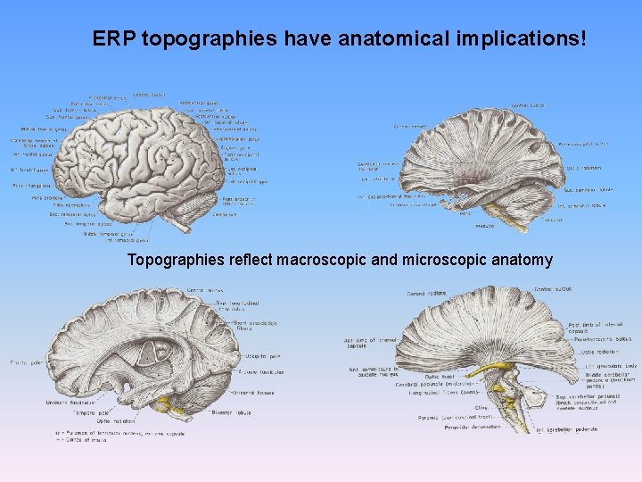 ERP topographies have anatomical implications! Topographies reflect macroscopic and microscopic anatomy 