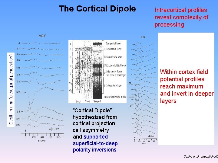 Depth in mm (orthogonal penetration) The Cortical Dipole Intracortical profiles reveal complexity of processing